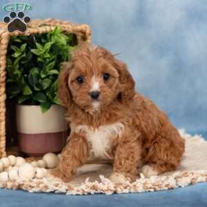 Cupcake, Cavapoo Puppy