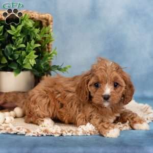 Cupcake, Cavapoo Puppy