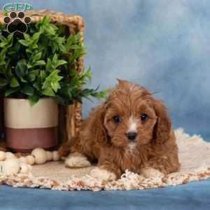Cupcake, Cavapoo Puppy