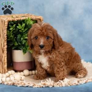 Carter, Cavapoo Puppy