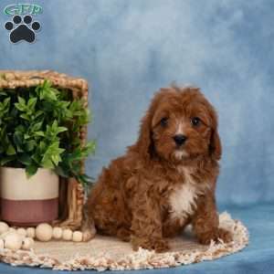 Carter, Cavapoo Puppy