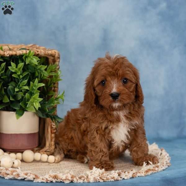 Carter, Cavapoo Puppy