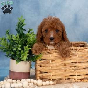 Carter, Cavapoo Puppy