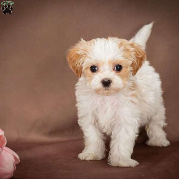 Sally, Forever Puppy