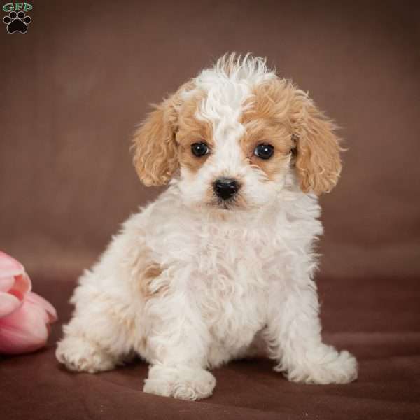 Sammy, Forever Puppy