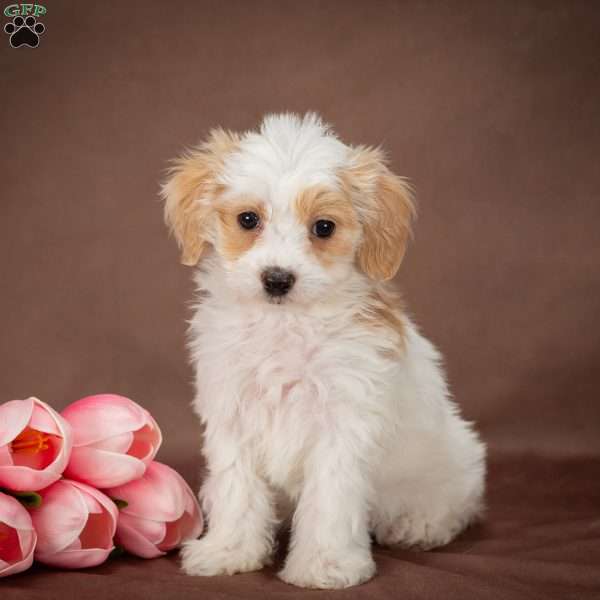 Sunshine, Forever Puppy