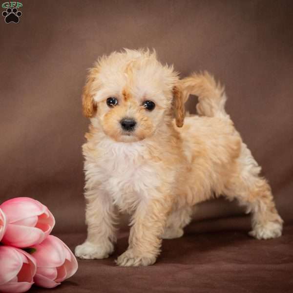 Spice, Forever Puppy