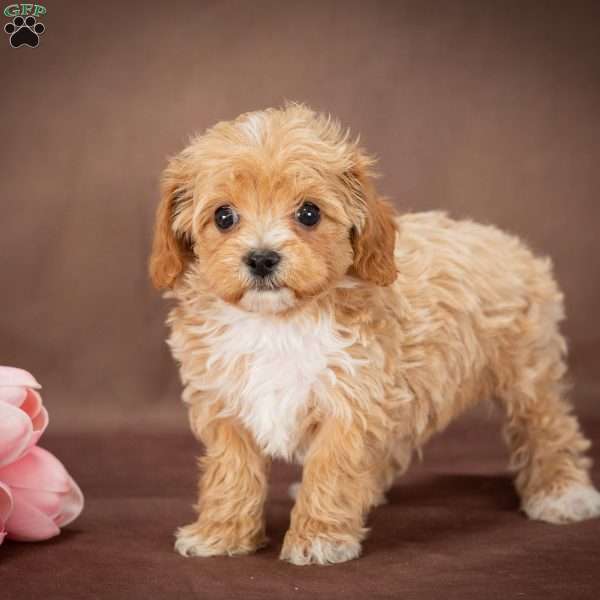 Sara, Forever Puppy