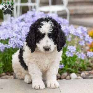 Cuddles, Bernedoodle Puppy