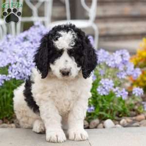 Cuddles, Bernedoodle Puppy