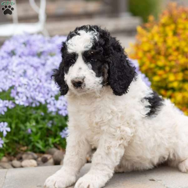 Cuddles, Bernedoodle Puppy