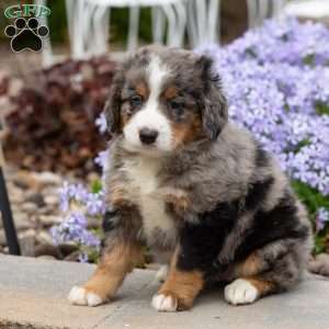 Bubbles, Mini Bernedoodle Puppy