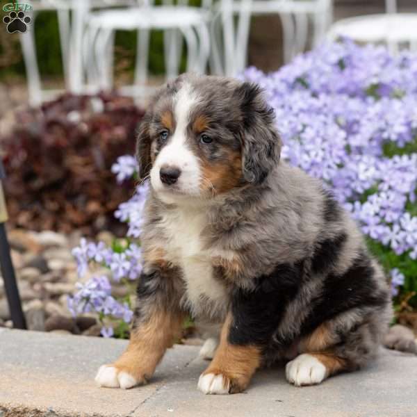 Bubbles, Mini Bernedoodle Puppy