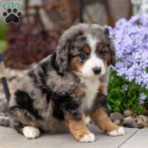 Bubbles, Mini Bernedoodle Puppy