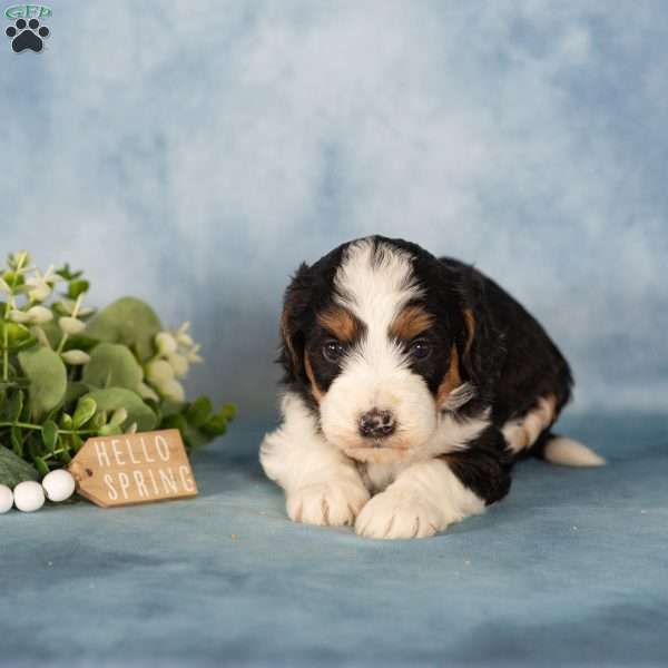 Karlos, Mini Bernedoodle Puppy
