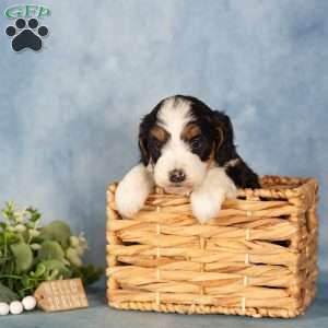 Karlos, Mini Bernedoodle Puppy