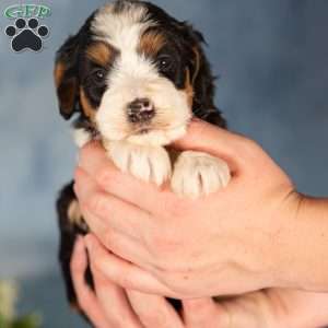 Karlos, Mini Bernedoodle Puppy