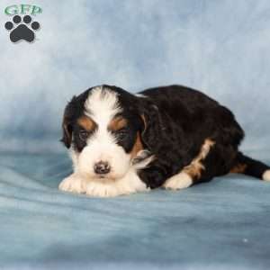 Karlos, Mini Bernedoodle Puppy