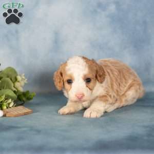 Kelly, Mini Bernedoodle Puppy