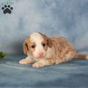 Kelly, Mini Bernedoodle Puppy