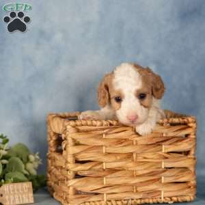 Kelly, Mini Bernedoodle Puppy