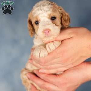 Kelly, Mini Bernedoodle Puppy