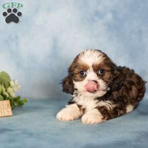 Dee, Cavalier King Charles Mix Puppy
