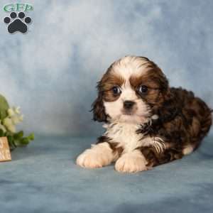 Dee, Cavalier King Charles Mix Puppy