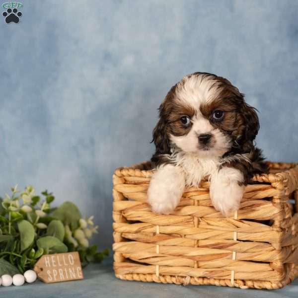 Dee, Cavalier King Charles Mix Puppy