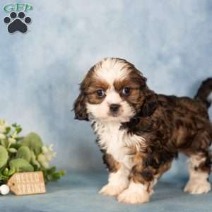 Dee, Cavalier King Charles Mix Puppy