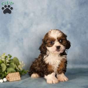 Dee, Cavalier King Charles Mix Puppy