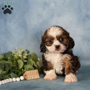 Dee, Cavalier King Charles Mix Puppy