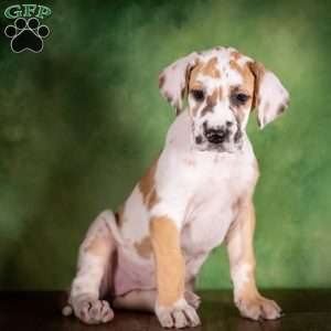Taffy, Great Dane Puppy