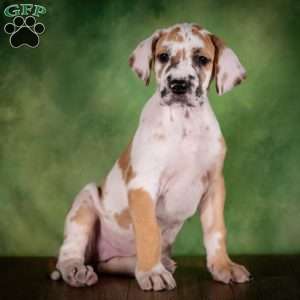 Taffy, Great Dane Puppy