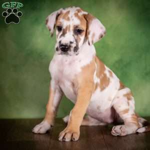 Taffy, Great Dane Puppy