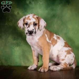 Taffy, Great Dane Puppy