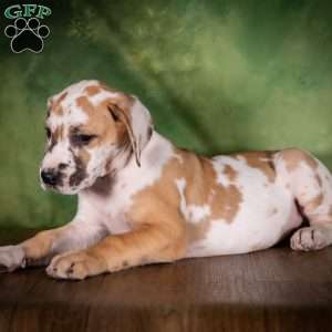 Taffy, Great Dane Puppy