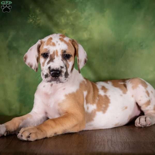 Taffy, Great Dane Puppy