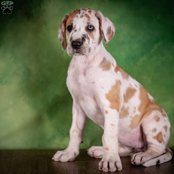 Tiffany, Great Dane Puppy