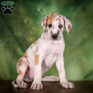 Tiffany, Great Dane Puppy