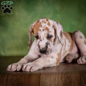 Tiffany, Great Dane Puppy