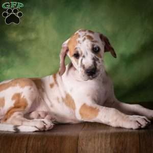 Tiffany, Great Dane Puppy