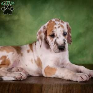 Tiffany, Great Dane Puppy