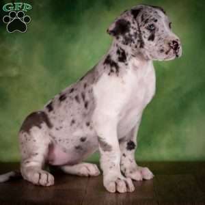 Twilight, Great Dane Puppy