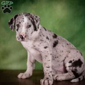 Twilight, Great Dane Puppy