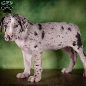 Twilight, Great Dane Puppy