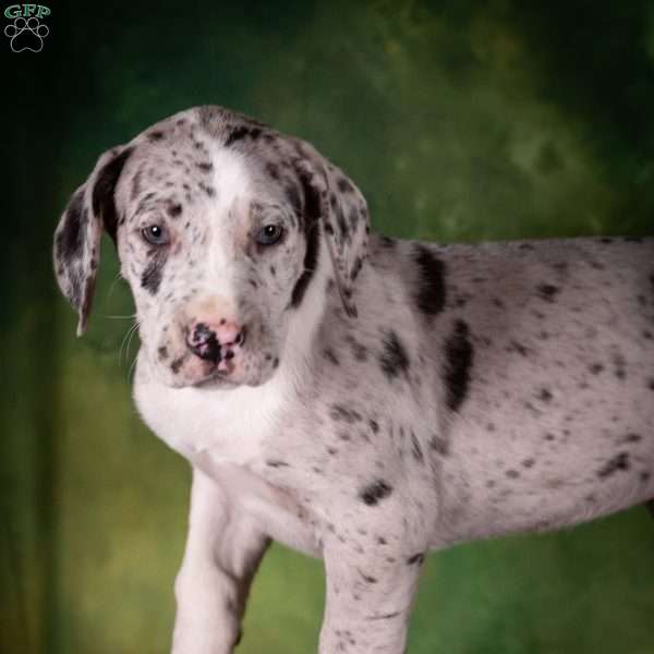 Twilight, Great Dane Puppy