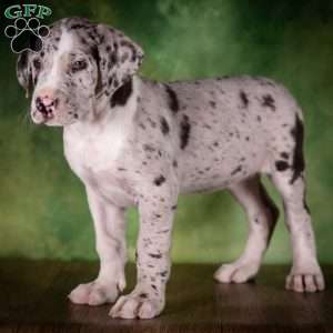 Twilight, Great Dane Puppy