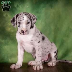Twilight, Great Dane Puppy