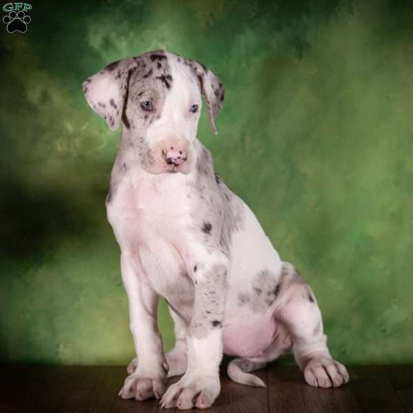 Truffle, Great Dane Puppy